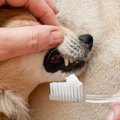 老犬に絶対やっては…