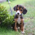 愛犬と一緒に生活す…