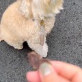 『オヤツ食べる？』…