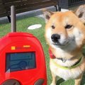 犬に『犬語翻訳機』…