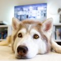 『飼育が難しい』犬…