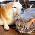 『犬が猫の頭にあご…