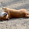 犬が散歩でよくする…