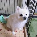 うちの子が一番可愛…