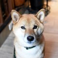 犬の飼い主のマナー…