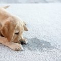 犬が『トイレを失敗…