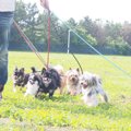 ペットショップが聴…