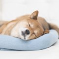 犬も睡眠不足に！し…