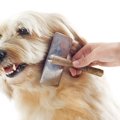 犬用コームおすすめ5…