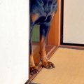 『和室に入ってはい…