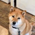 犬が『お手』をして…