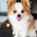 ポメチワはどんな犬…