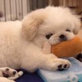 犬が『おもちゃから…