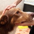 犬を不安にさせる『…
