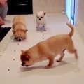 3匹の犬が『ドッグフ…