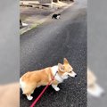 犬がお散歩の中に『…