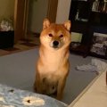 寝る前、犬と『おで…