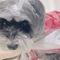 雨の日、お店のビニ…