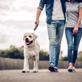 犬を飼うことがメン…