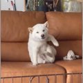 笑いたい人集合！お…