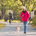 犬の散歩に関連した…