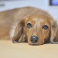 犬のぎっくり腰とは…