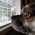 犬の『ヒゲ』に絶対…