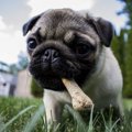 犬が胃液を吐く原因…