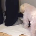台所にいるおばあち…