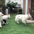 大型犬3匹＋小型犬1…