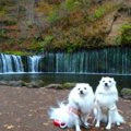 愛犬を連れて軽井沢…
