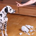 犬の長期記憶と短期記憶！どのくらい前のことまで覚えているの？