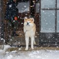 犬は『寒さ』に強い…
