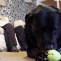 最愛の盲導犬を亡く…
