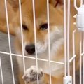お客さんが家に来る…