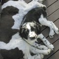 『寿命が短い犬』の…
