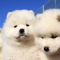 『毛がたくさん抜け…