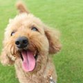 犬を飼うと死亡リス…