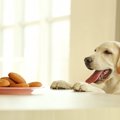 犬が「人間の食べ物…