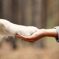 犬に『気持ちを伝え…
