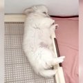 子犬がお迎え初日に…