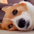 散歩に行こうとしな…