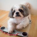 飼い主の歪んだ愛情…