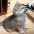 三等身！もこもこ秋…