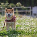 犬が秋に花粉症にな…