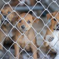 犬の里親になる資格…