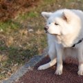 愛犬が散歩中にウン…