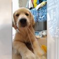 ゴムぱっちん寸前！…