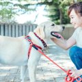 犬が素直に言うこと…