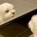 『鏡』を見た犬…まさ…